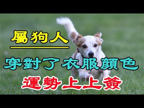 屬狗的吉祥物|【狗 吉祥物】屬狗人必知！適合狗狗們長久守護的幸運小物 – 虞。